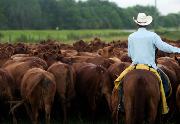 Trump goes after the companies ranchers blame for the beef price squeeze