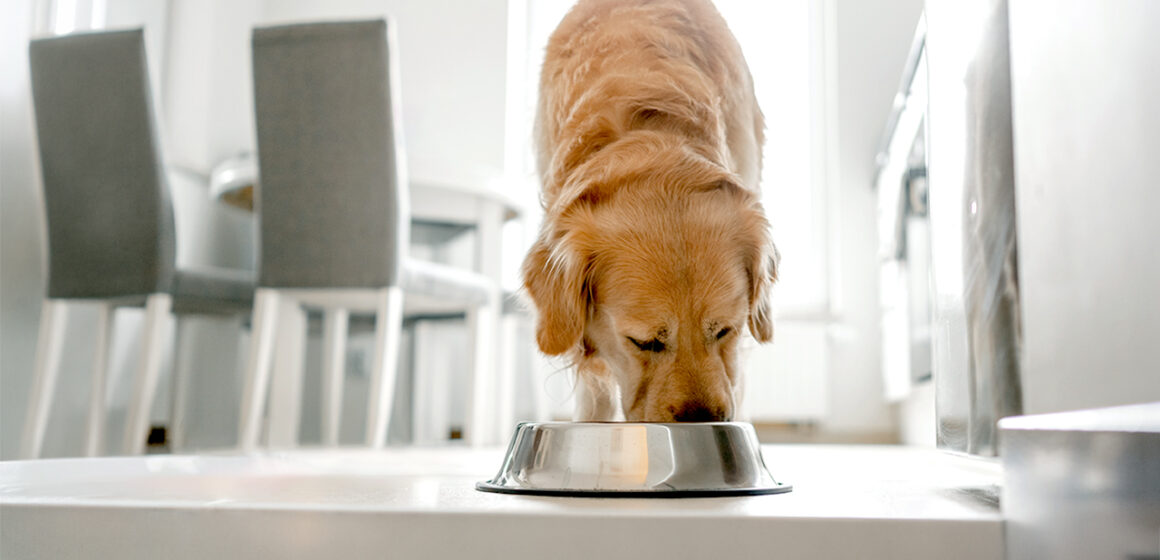 Nearly 2,000 pounds of pet food recalled over salmonella, listeria risk