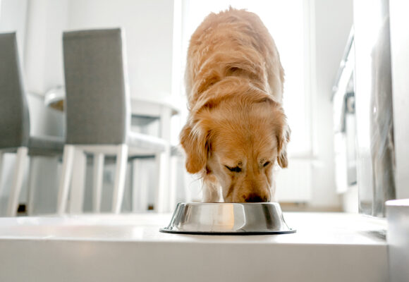 Nearly 2,000 pounds of pet food recalled over salmonella, listeria risk